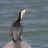 OTOSHI - Cormorant